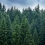 bois-epicea bois épicéa